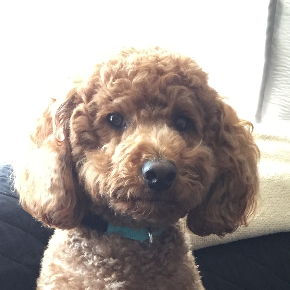 Meet your Posher, Laural